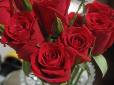 Beautiful Images Of Roses. most eautiful roses that